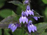 Great Blue Lobelia (Lobelia siphilitica), flower