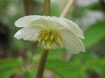 Mayapple (Podophyllum peltaum), flower