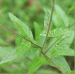 Biennial Gaura (Gaura biennis), leaf
