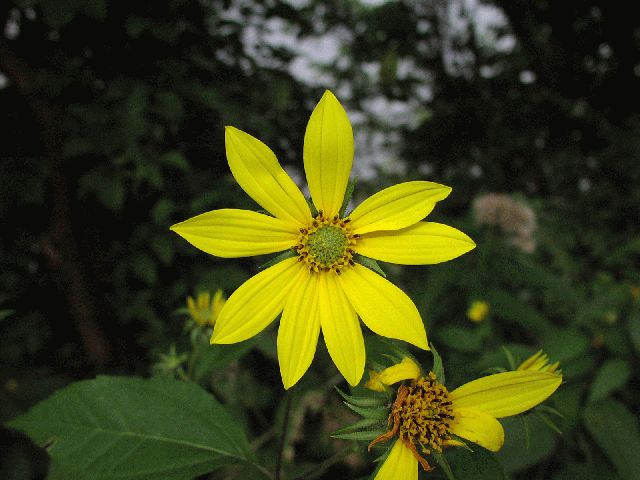 Pale-Leaved Sunflower (Helianthus strumosus)
