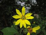 Pale-Leaved Sunflower (Helianthus strumosus), flower