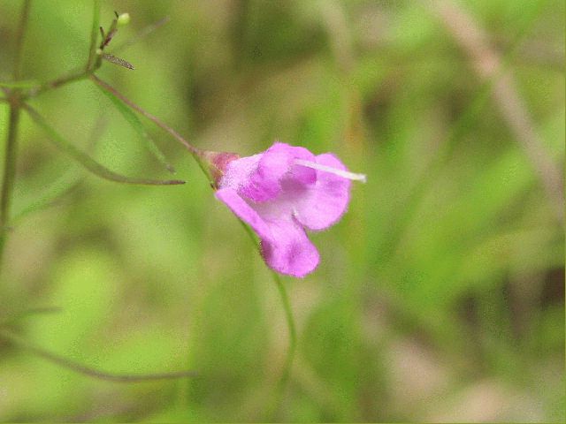 Slender Gerardia (Agalinis tenuifolia)