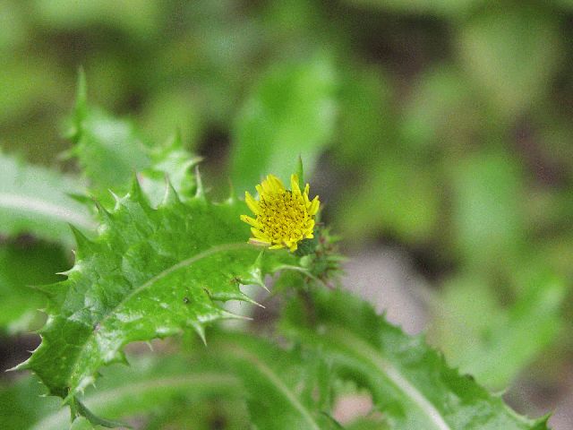 Spiny-Leaved Sow-Thistle (Sonchus asper)