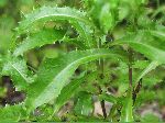 Spiny-Leaved Sow-Thistle (Sonchus asper), leaf