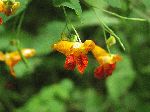 Spotted Touch-Me-Not (Impatiens capensis), flower