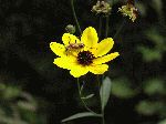 Tall Coreopsis