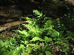 Bracken Fern (Pteridium Gleditsch), leaf