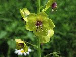 Moth Mullein (Verbascum blattaria L.), flower