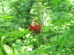 Bee Balm (Monarda didyma), flower