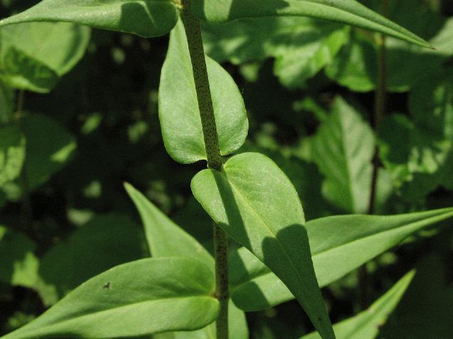 Wild Sweet William (Phlox maculata)
