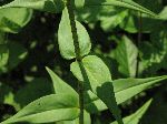 Wild Sweet William (Phlox maculata), leaf