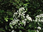 Tall Meadow Rue (Thalictrum polygamum), flower
