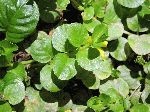 Moneywort (Lysimachia nummalaria), leaf
