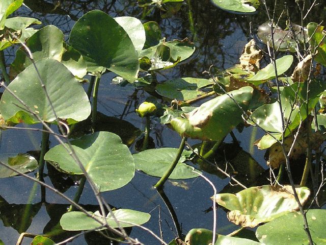 Yellow Pond Lily (Nuphar variegata)