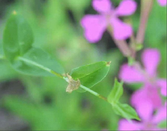 Wild Pink (Silene caroliniana)