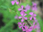 Wild Pink (Silene caroliniana), flower