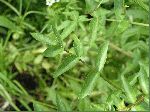 Watercress (Nasturtium officinale), leaf