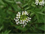 Watercress (Nasturtium officinale), flower