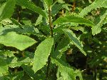 Meadowsweet (Spiraea latifolia), leaf