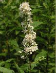 Meadowsweet (Spiraea latifolia), flower