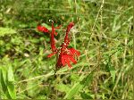 Cardinal Flower (Lobelia cardinalis), flower