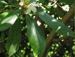 Great Laurel (Rhododendron maximum), leaf