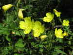 Sundrops (Oenothera fruticosa), flower