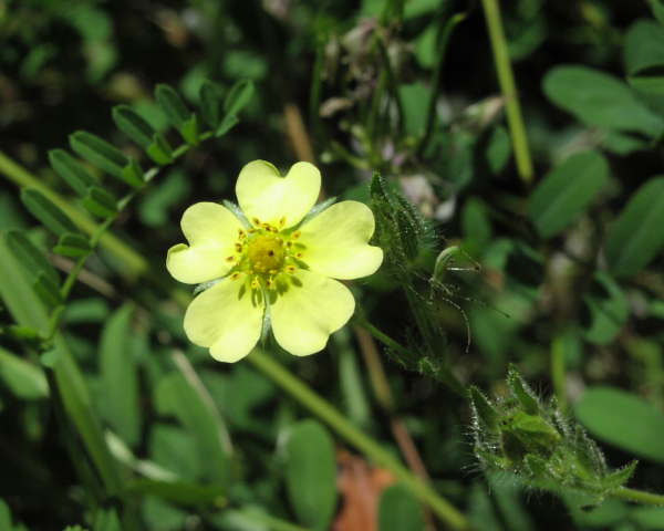 Rough-Fruited Cinquefoil (Potenilla recta)