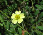 Rough-Fruited Cinquefoil (Potenilla recta), flower