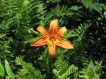 Day Lily (Hemerocallis fulva), flower