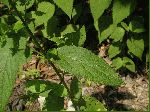 Rough Hedge-Nettle (Stachys tenuifolia), leaf