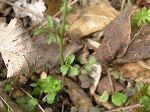 Pennsylvania Bittercress (Cardimine pensylvanica), leaf