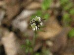Pennsylvania Bittercress (Cardimine pensylvanica), flower