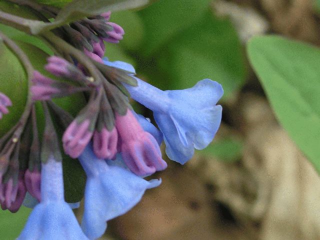 Virginia Bluebell (Mertensia virginica)