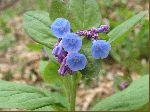 Virginia Bluebell (Mertensia virginica), flower
