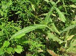 Teasel (Dipsacus sylvestris), leaf