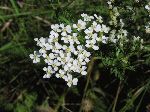 Yarrow (Achillea millefolium), flower