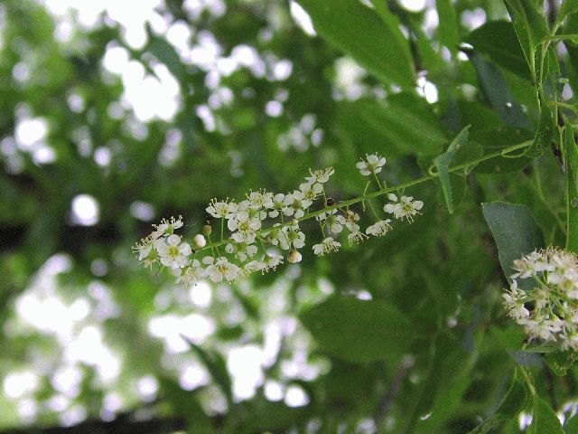 Choke Cherry (Prunus virginianis)