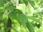 Choke Cherry (Prunus virginianis), leaf