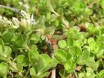 Wild Stonecrop (Sedum ternatum), leaf