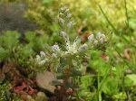 Wild Stonecrop (Sedum ternatum), flower