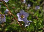 Greek Valerian (Polemonium reptans), flower