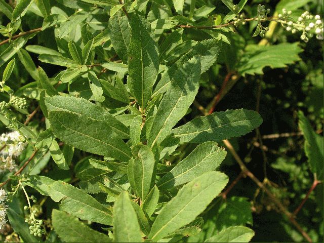 Meadowsweet (Spiraea latifolia)