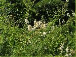 Meadowsweet (Spiraea latifolia), tech