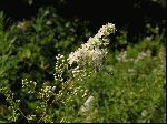 Meadowsweet (Spiraea latifolia), flower