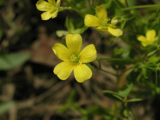 Yellow Wood-Sorrel (Oxalis stricta)