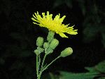 Spiny-Leaved Sow-Thistle (Sonchus asper), tech