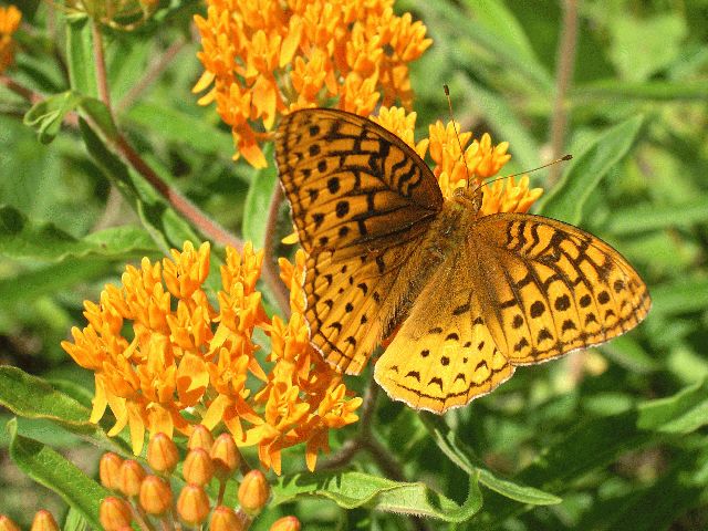 Butterfly Weed (Aslepias tuberosa)