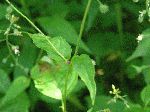 Enchanter's Nightshade (Circaea quadrisulcata), leaf