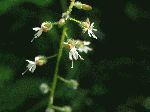 Enchanter's Nightshade (Circaea quadrisulcata), flower